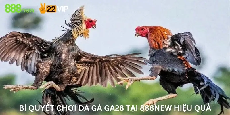 Bí Quyết Chơi Đá Gà Ga28 Tại 888New Hiệu Quả