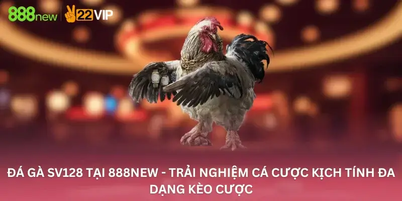 Đá gà Sv128 tại 888New - Trải nghiệm cá cược kịch tính đa dạng kèo cược