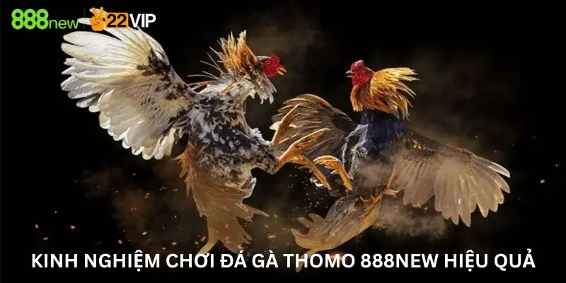 Kinh nghiệm chơi Đá gà Thomo 888New hiệu quả
