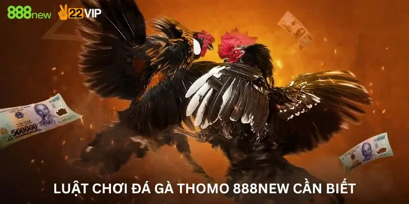 Luật chơi Đá gà Thomo 888New cần biết