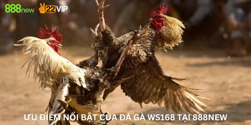 Ưu điểm nổi bật của Đá gà Ws168 tại 888New