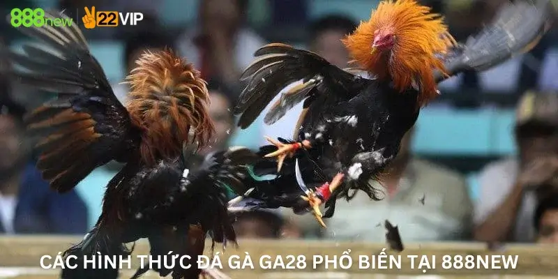 Các Hình Thức Đá Gà Ga28 Phổ Biến tại 888New